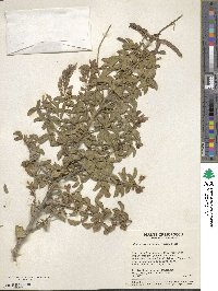 Adenocarpus anagyrifolius image