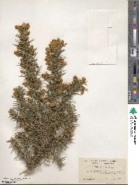 Ulex europaeus image