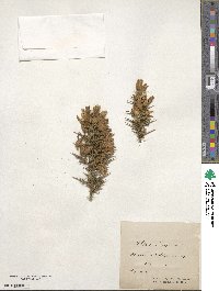 Ulex europaeus image