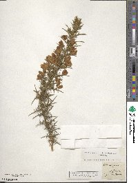 Ulex europaeus image