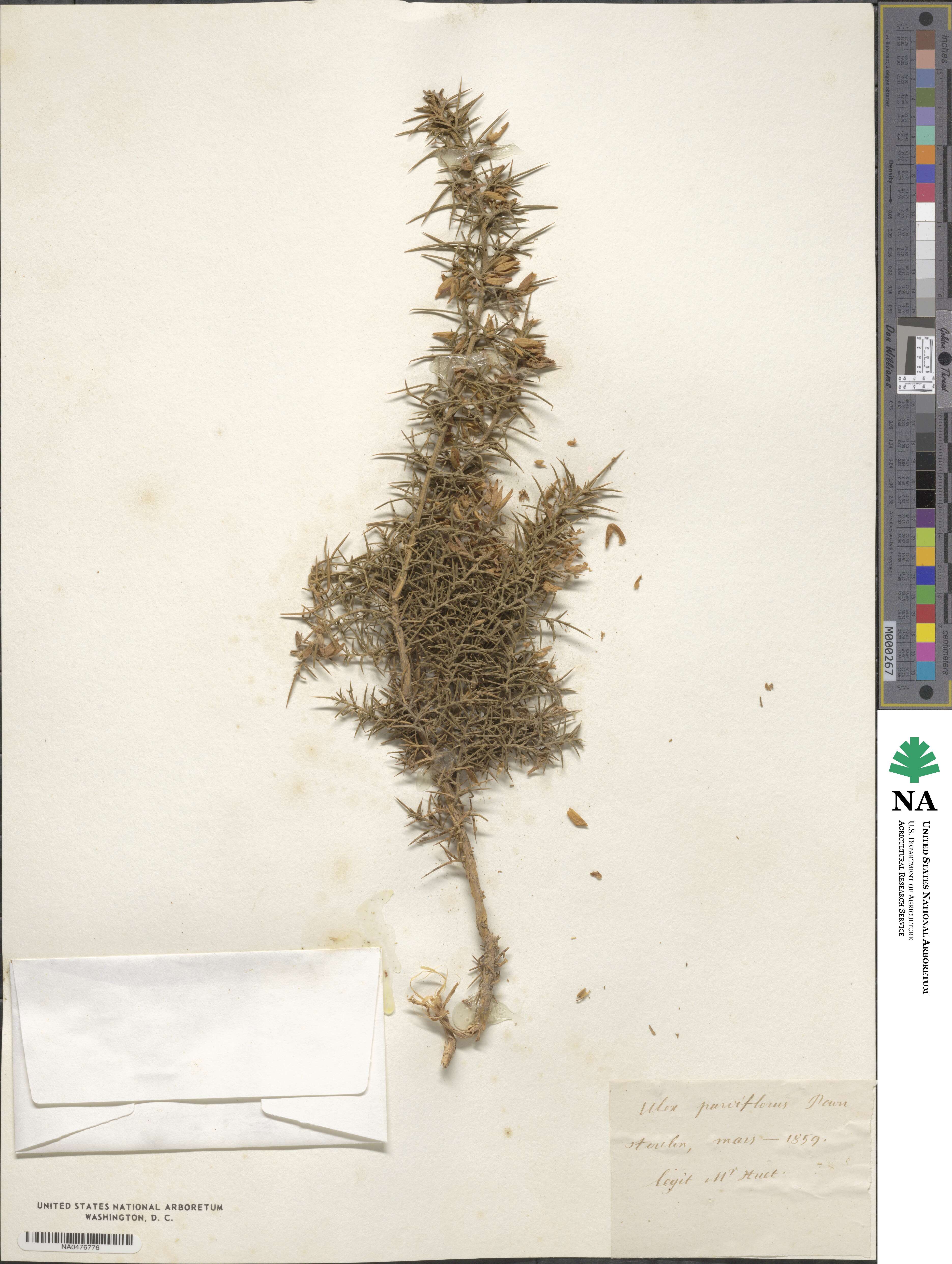 Ulex parviflorus image