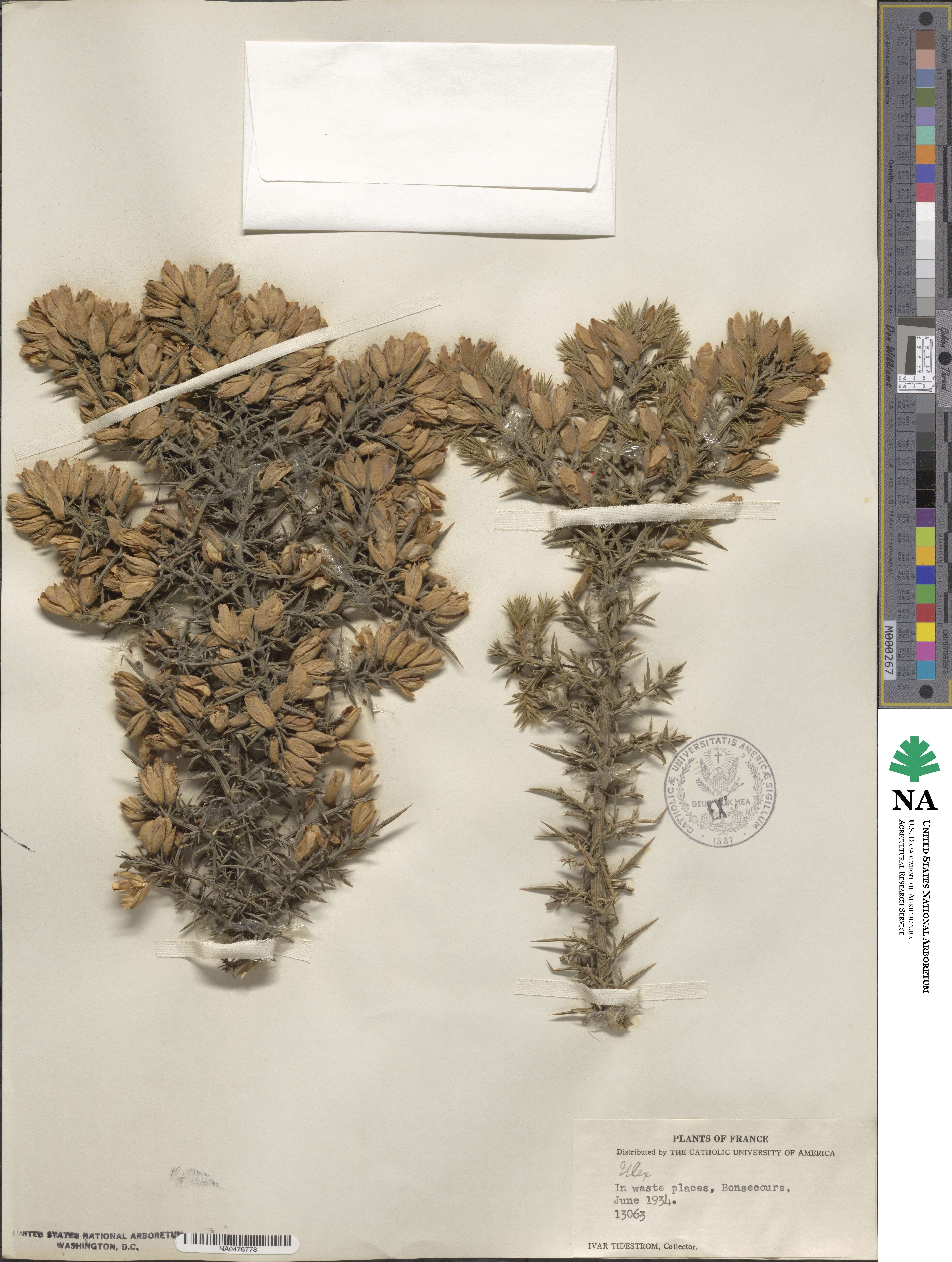 Ulex europaeus image