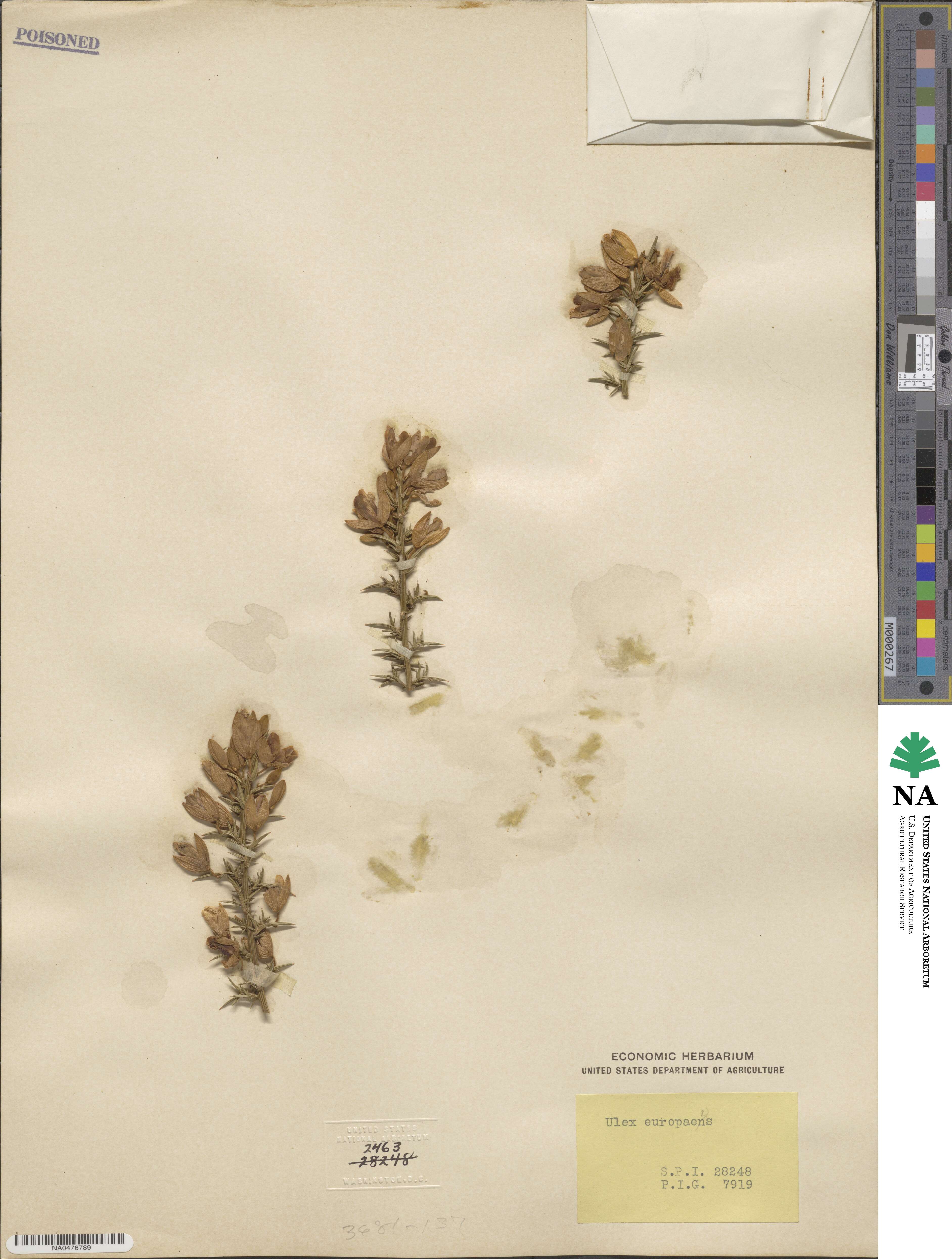 Ulex europaeus image