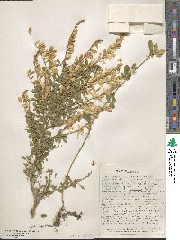 Genista canariensis image