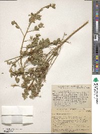 Genista canariensis image