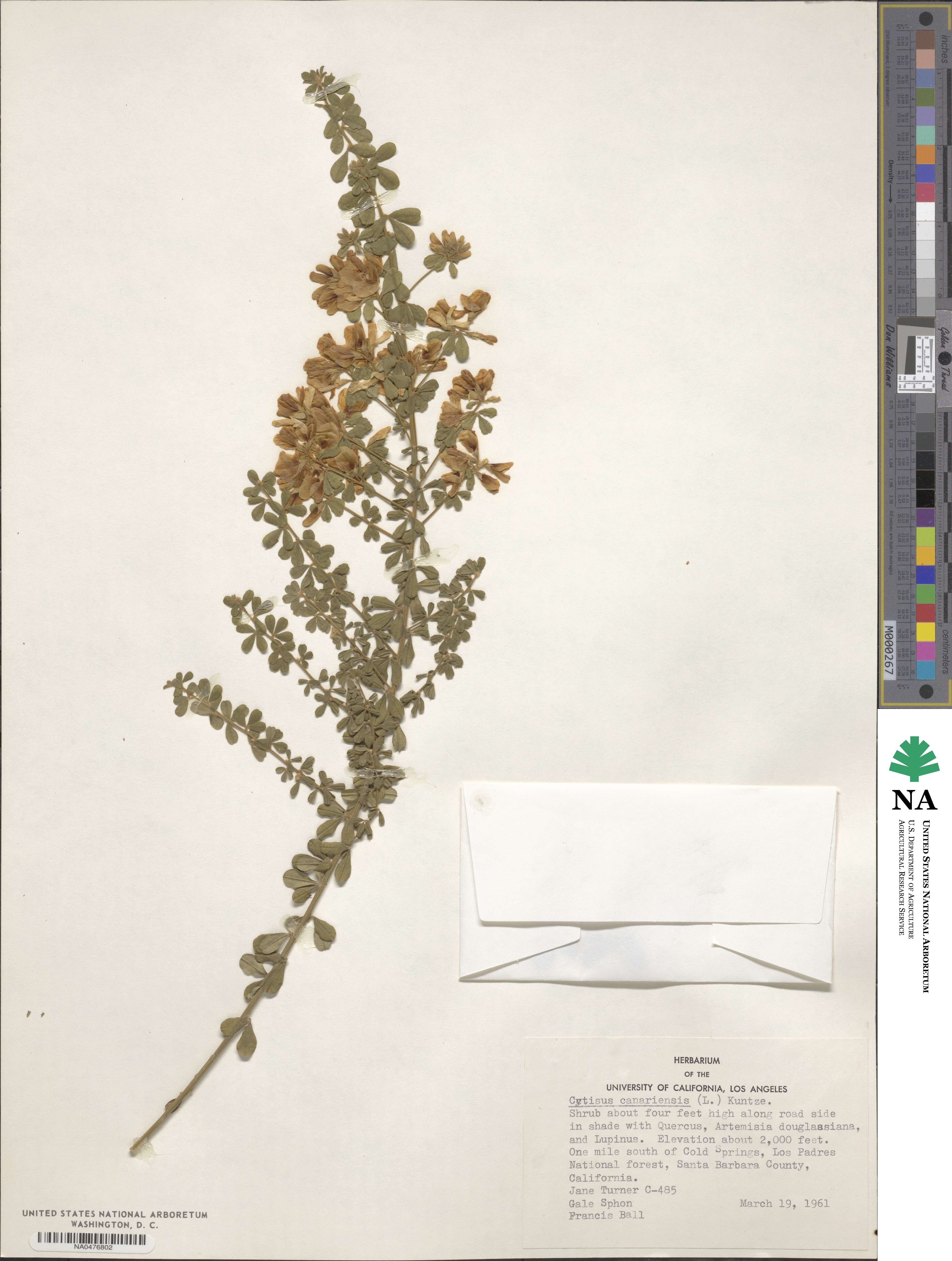 Genista canariensis image