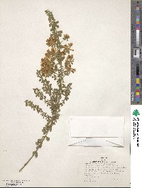 Genista canariensis image