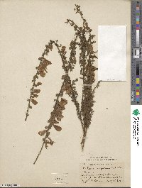 Cytisus scoparius image