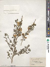 Cytisus scoparius image