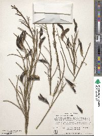 Cytisus scoparius image