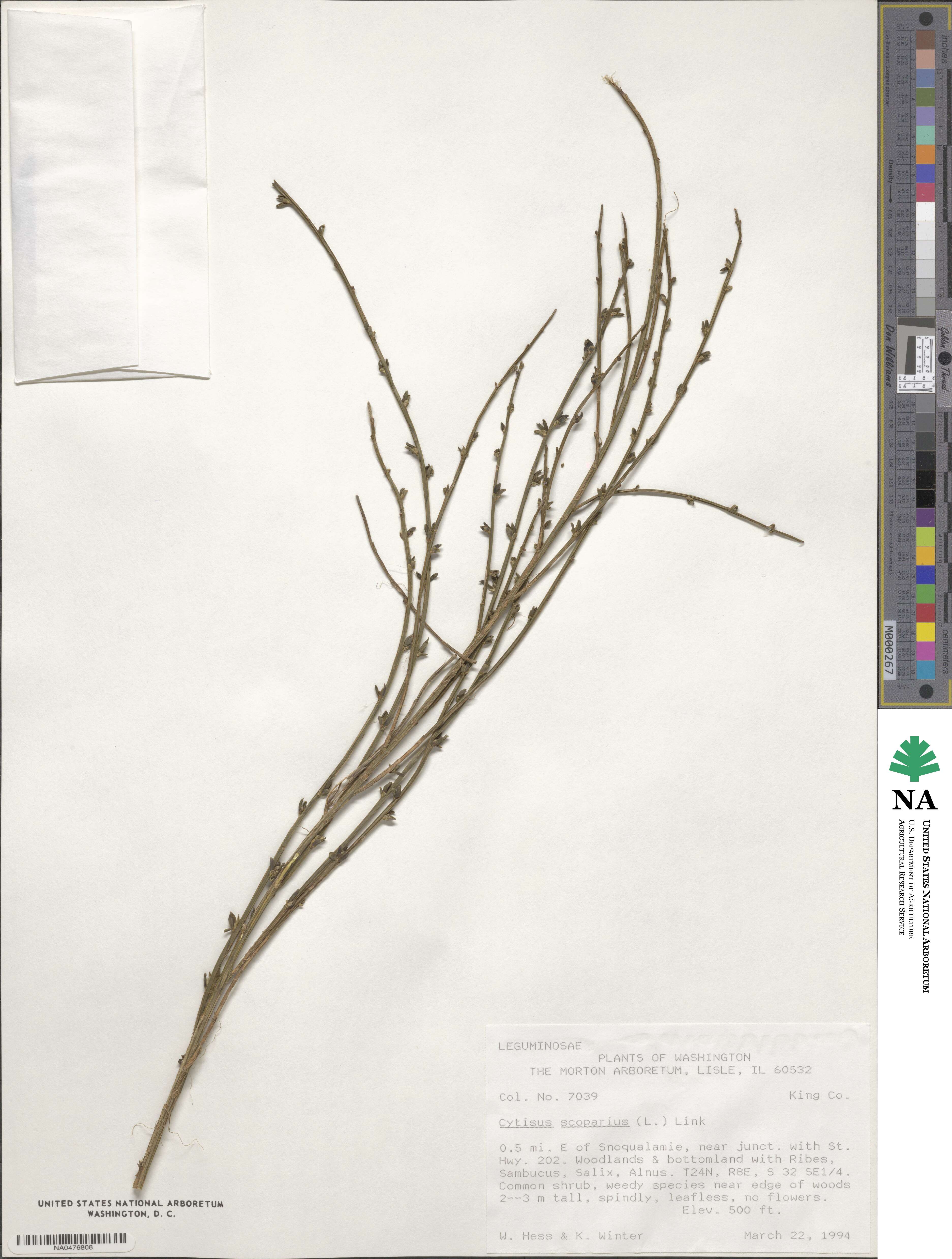 Cytisus scoparius image