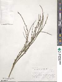 Cytisus scoparius image