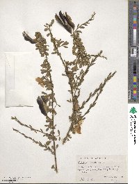 Cytisus scoparius image