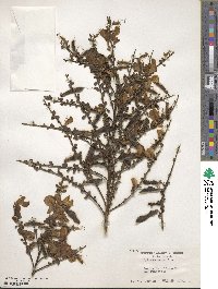 Cytisus scoparius image