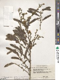 Cytisus scoparius image