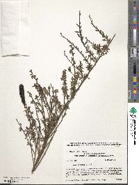 Cytisus scoparius image