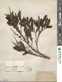 Cytisus scoparius image