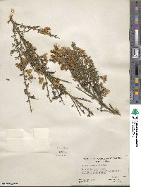 Cytisus scoparius image