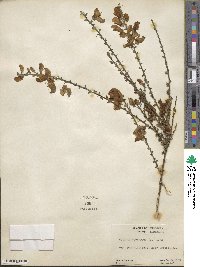 Cytisus scoparius image