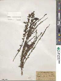 Cytisus scoparius image