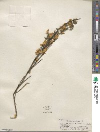 Cytisus scoparius image