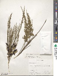 Cytisus scoparius image