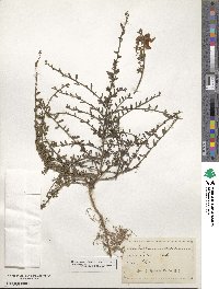 Cytisus scoparius image