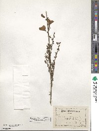 Cytisus scoparius image