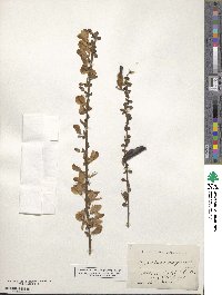 Cytisus scoparius image