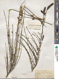 Cytisus scoparius image