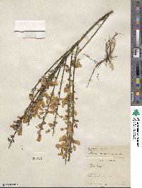 Cytisus scoparius image