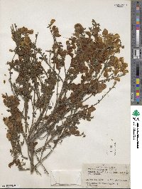 Cytisus scoparius image