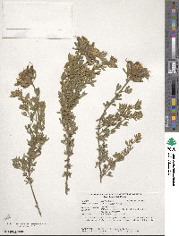 Chamaecytisus austriacus image