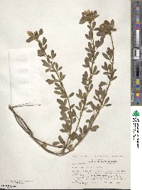 Chamaecytisus austriacus image