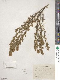 Chamaecytisus austriacus image