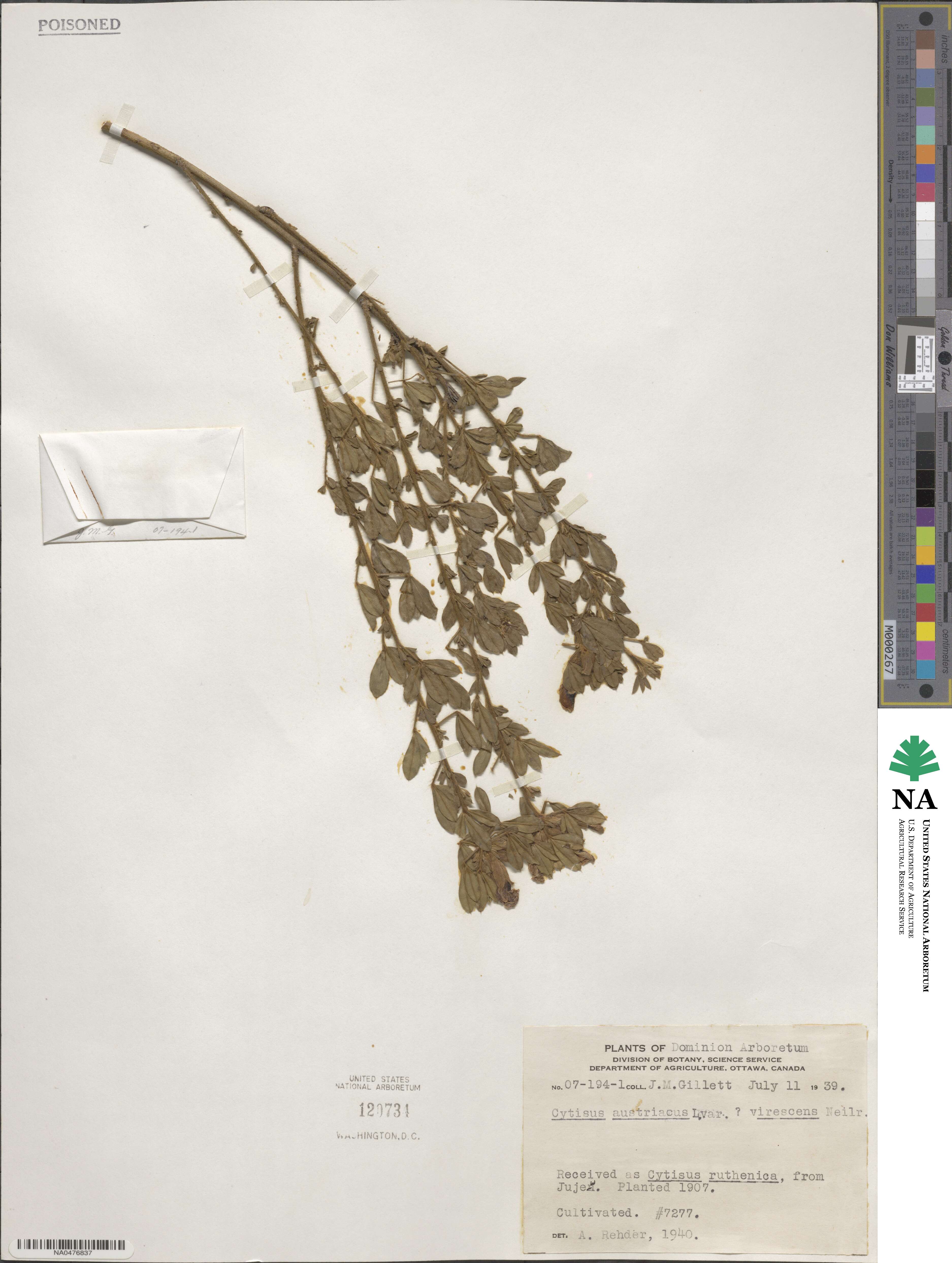 Chamaecytisus virescens image