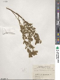 Image of Chamaecytisus virescens