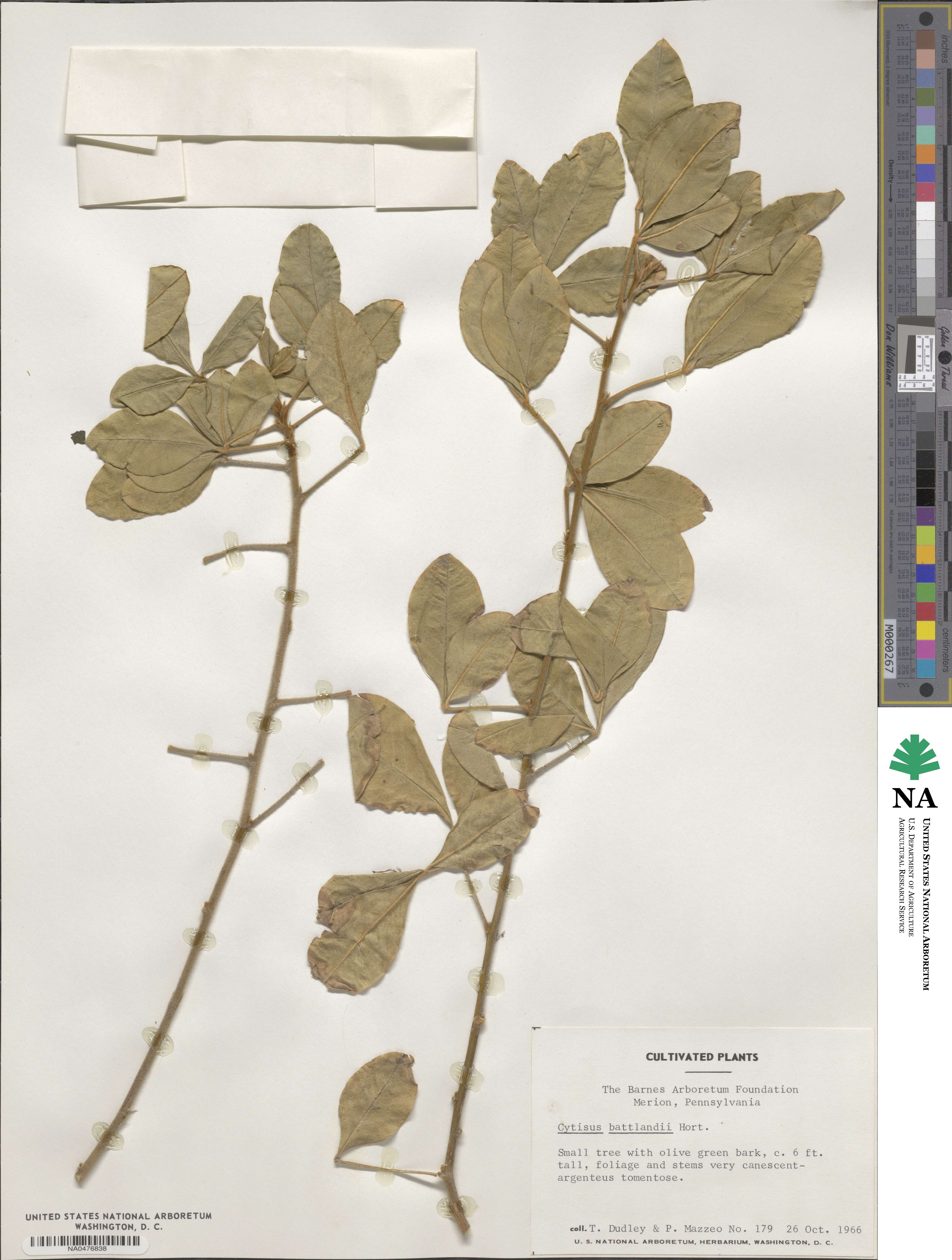 Argyrocytisus battandieri image