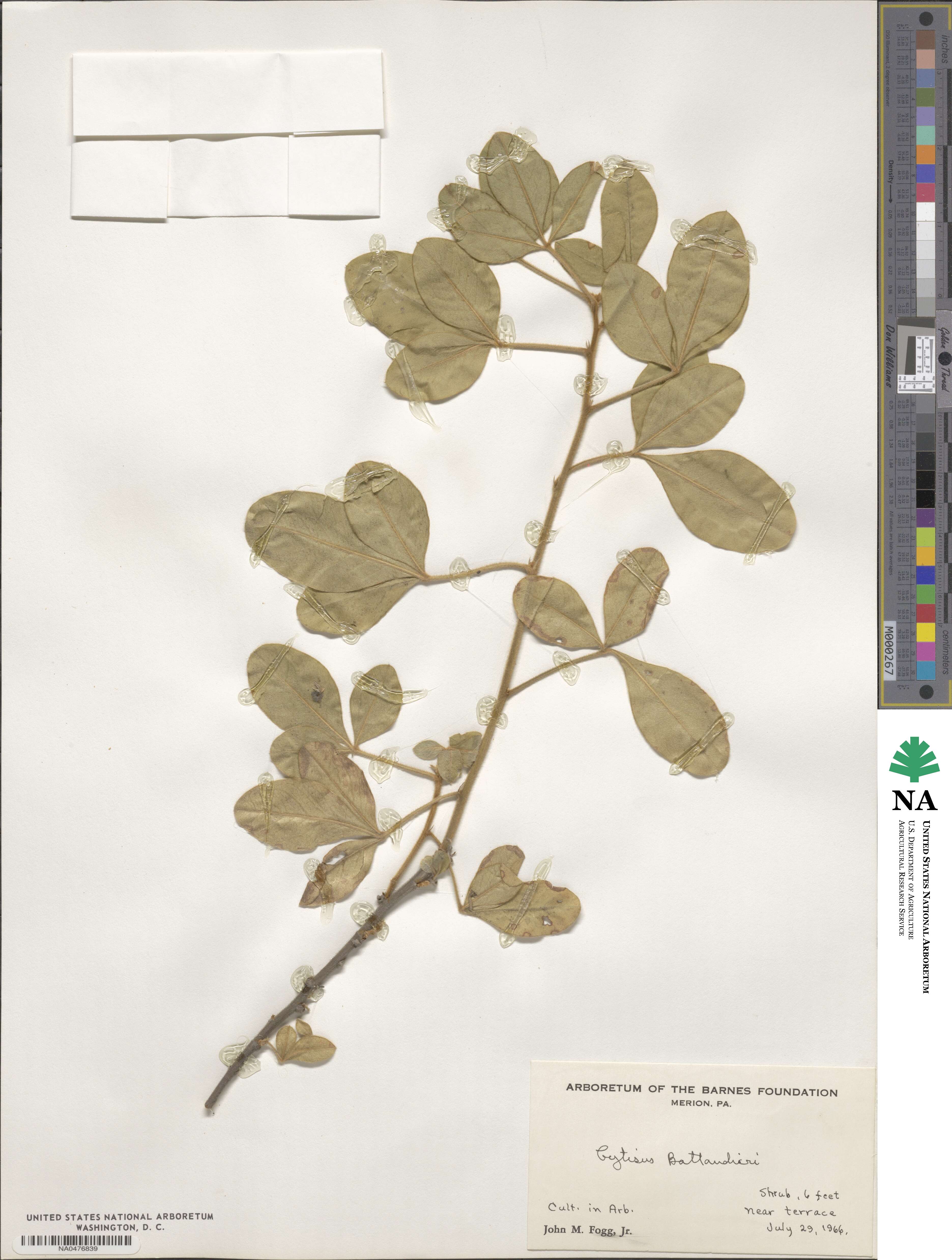 Argyrocytisus image