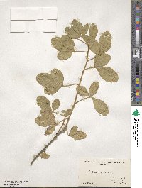 Argyrocytisus battandieri image