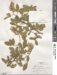 Argyrocytisus battandieri image