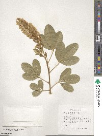 Argyrocytisus battandieri image