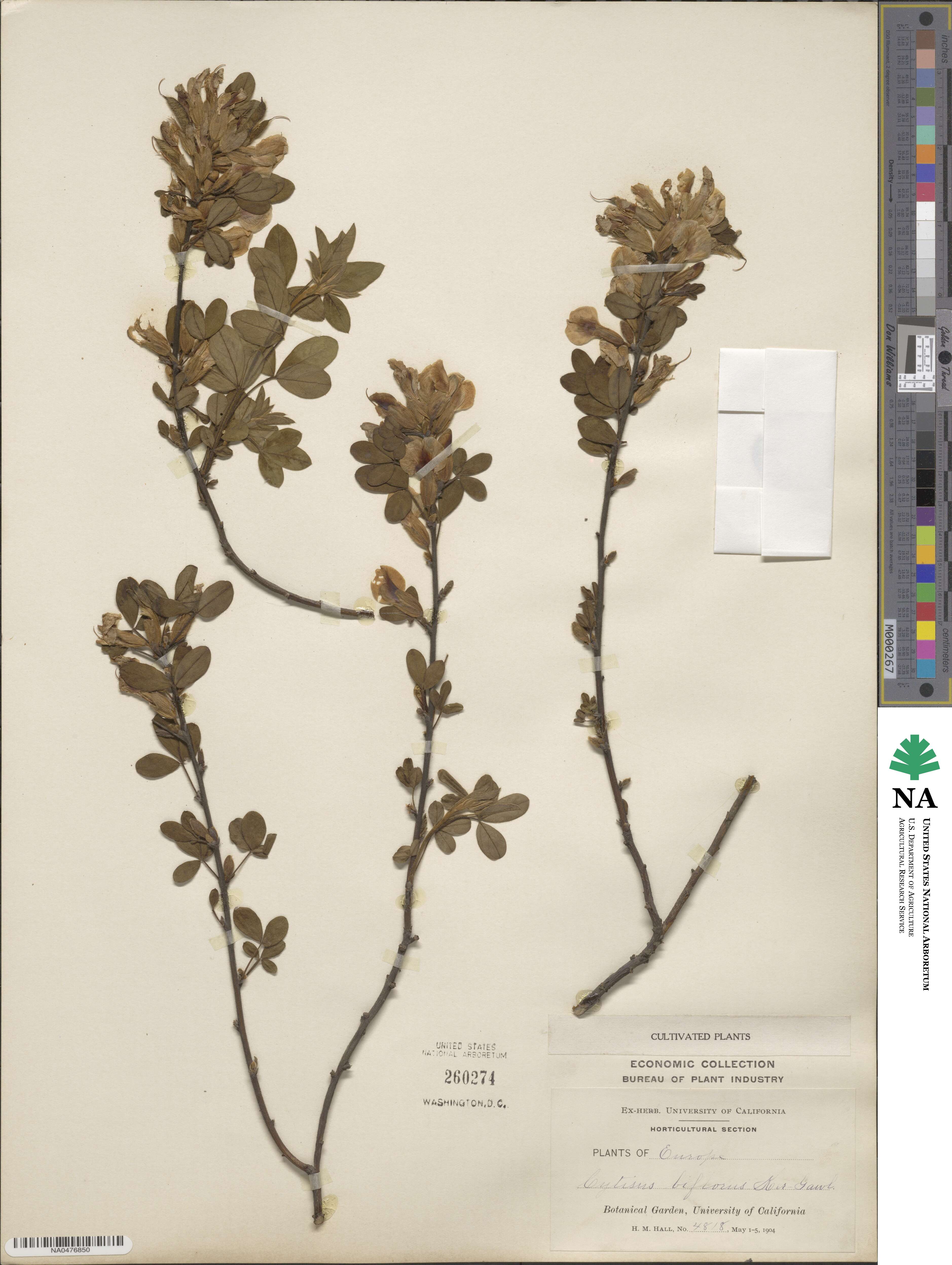 Cytisus biflorus image