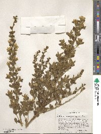 Genista monspessulana image