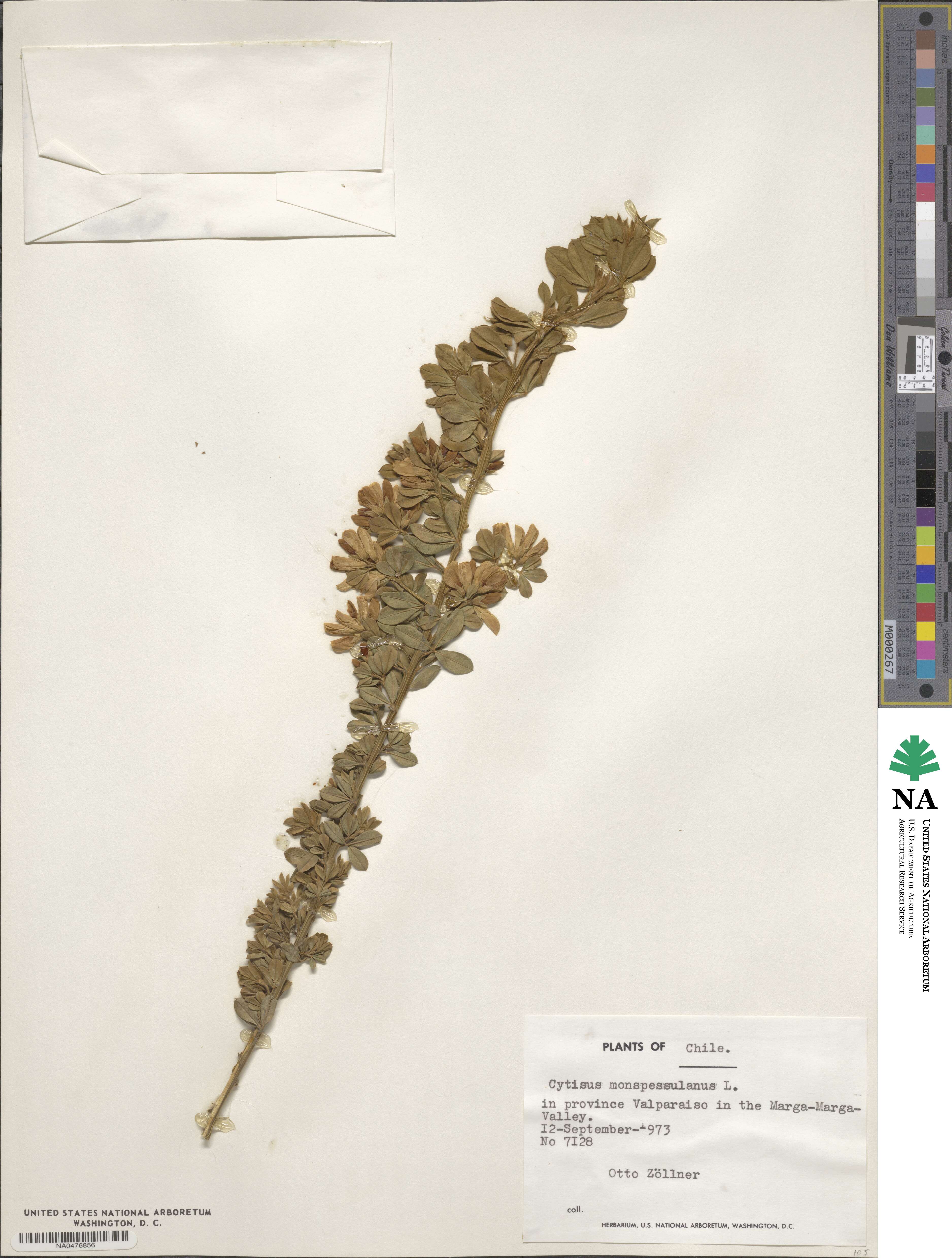 Genista monspessulana image