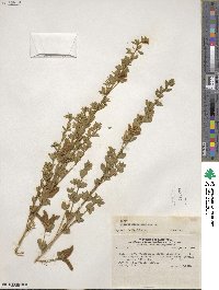 Genista monspessulana image