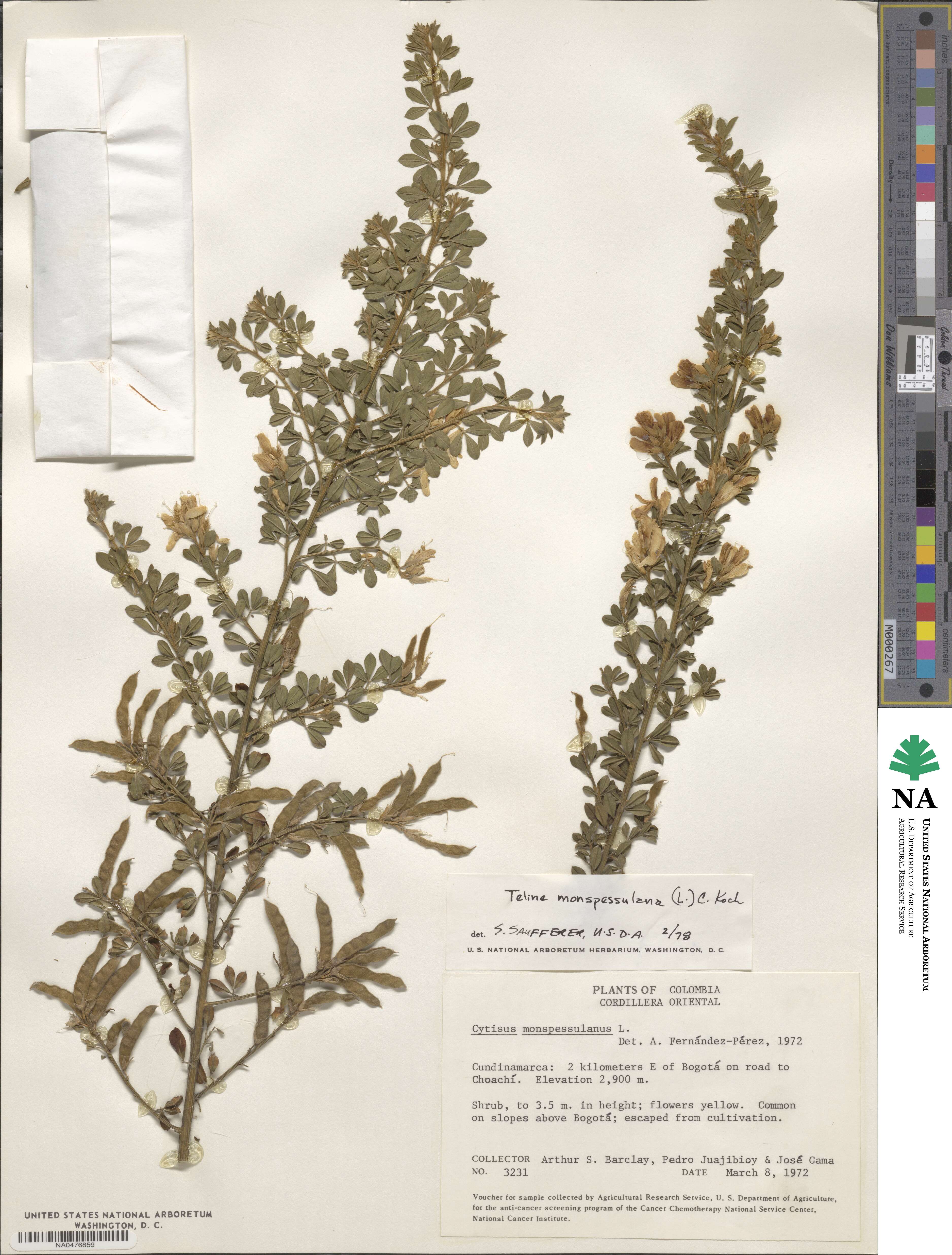 Genista monspessulana image