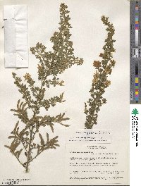 Genista monspessulana image