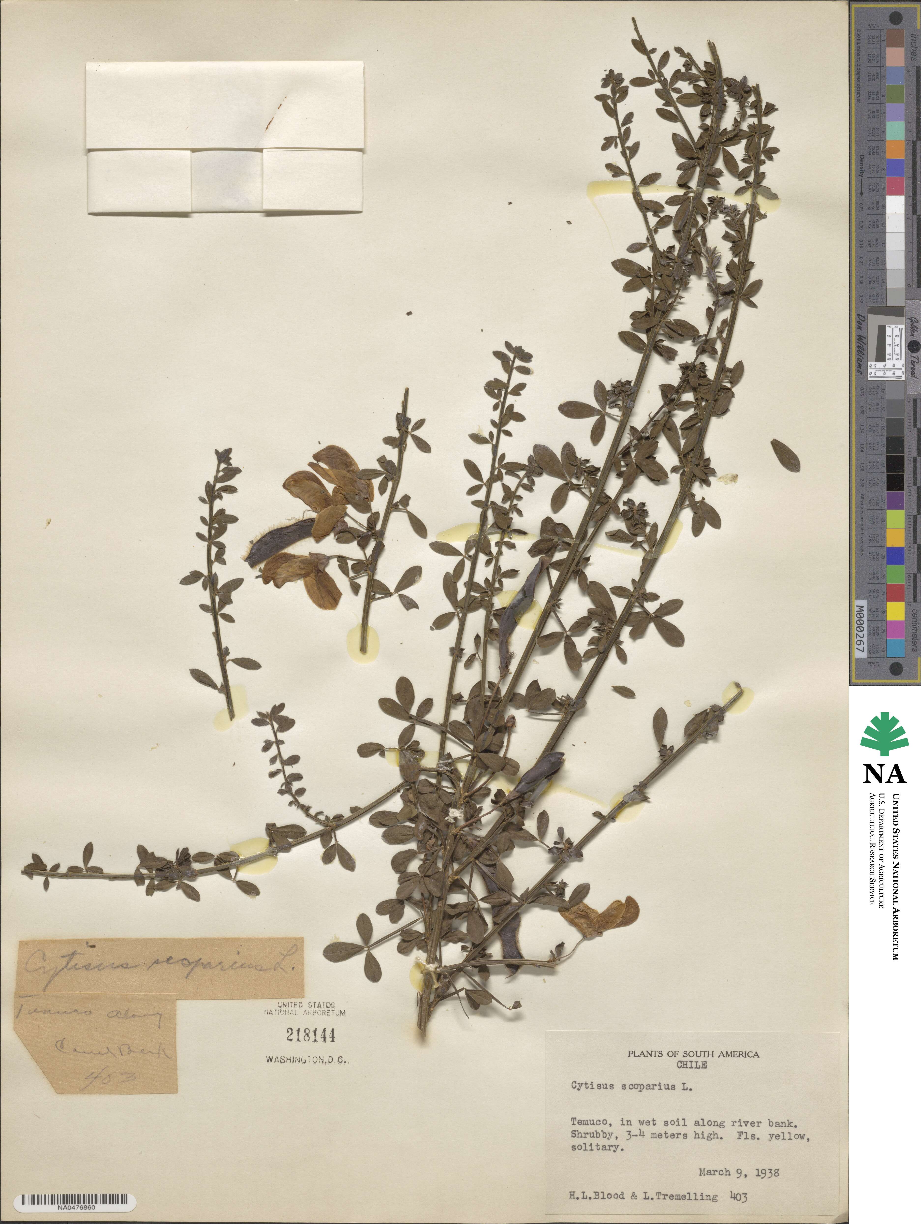 Cytisus scoparius image