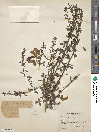 Cytisus scoparius image